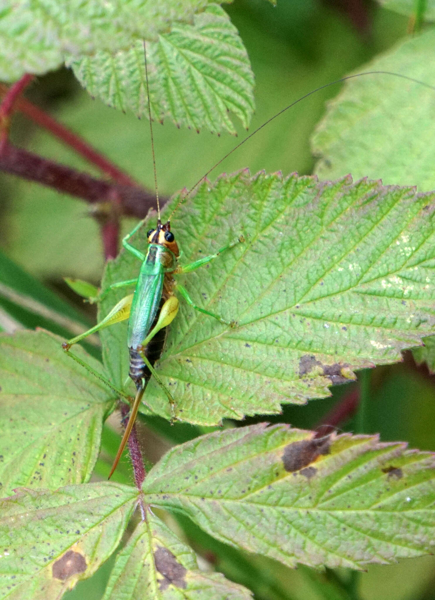 Слика од Conocephalus (Conocephalus) nigropleurum (Bruner & L. 1891)