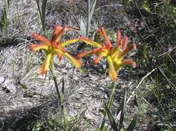 Imagem de Anigozanthos humilis Lindl.