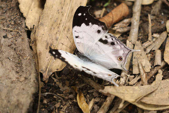 Image of Protogoniomorpha duprei (Vinson 1863)