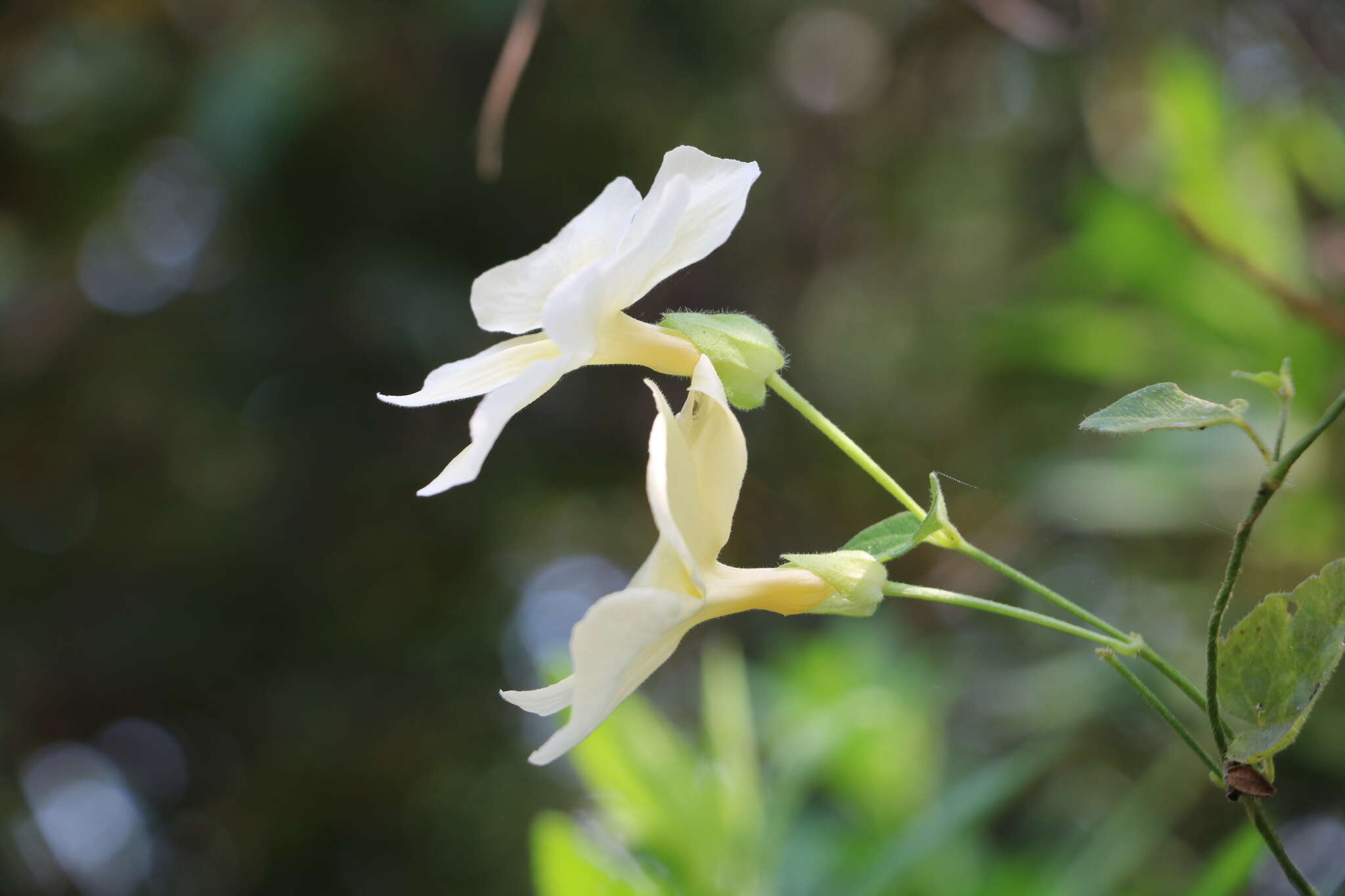 Image of Thunbergia dregeana Nees