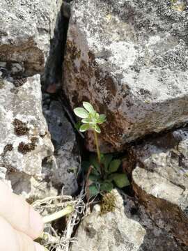 Image of greater rockjasmine