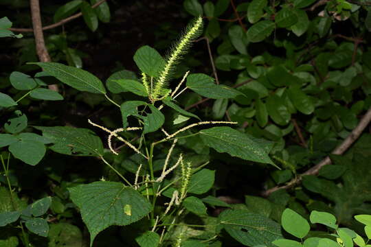 Imagem de Acalypha carrascoana Cardiel