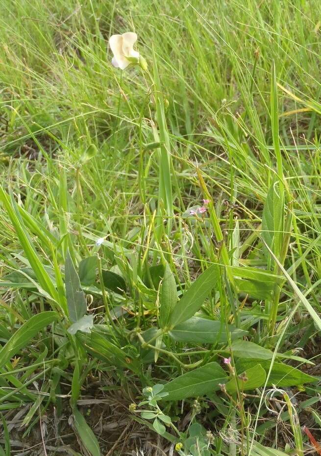 Слика од Vigna vexillata var. angustifolia (Schum. & Thonn.) Baker