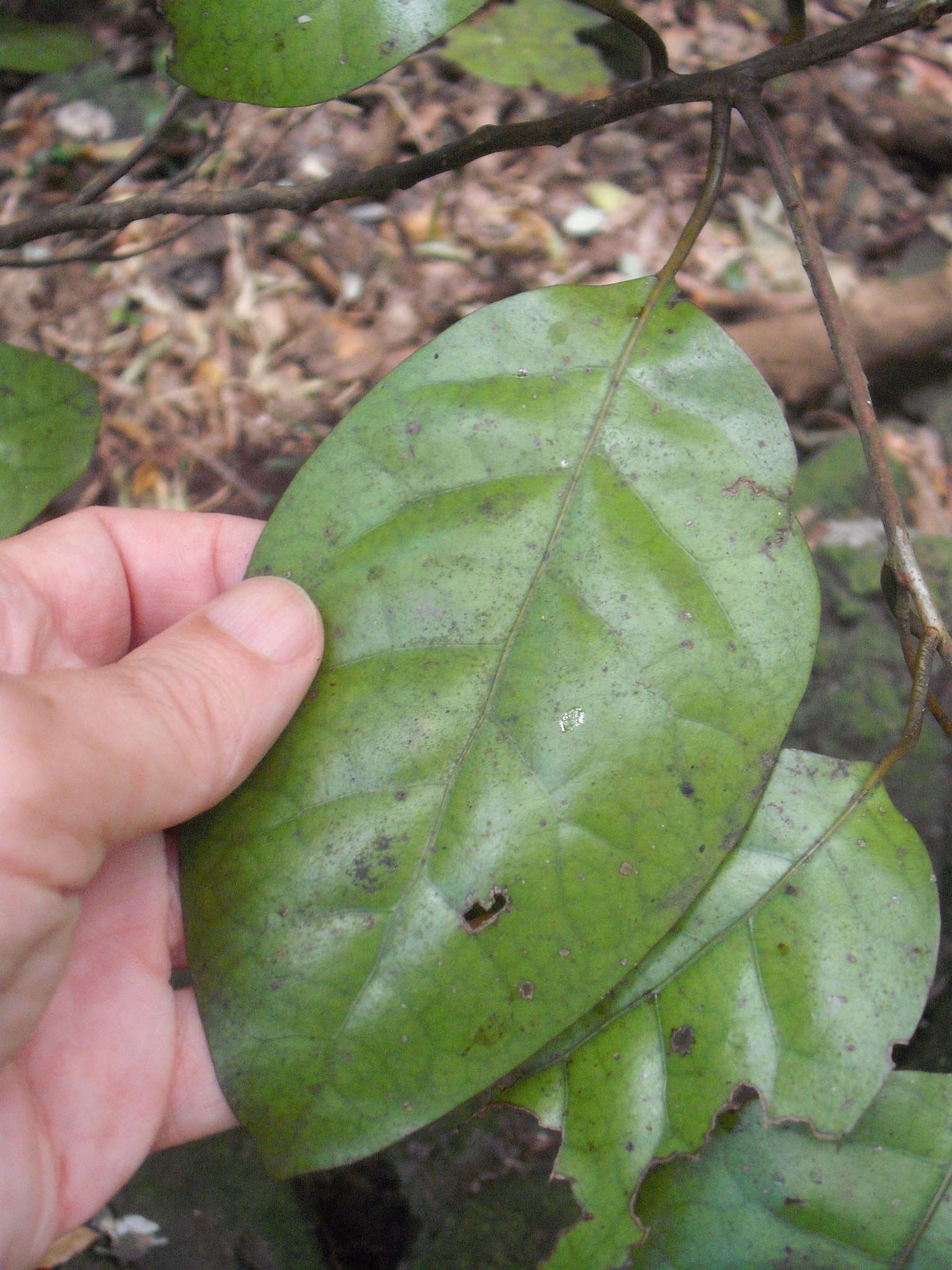 Image de Litsea calicaris (A. Cunn.) Benth. & Hook. fil. ex Kirk