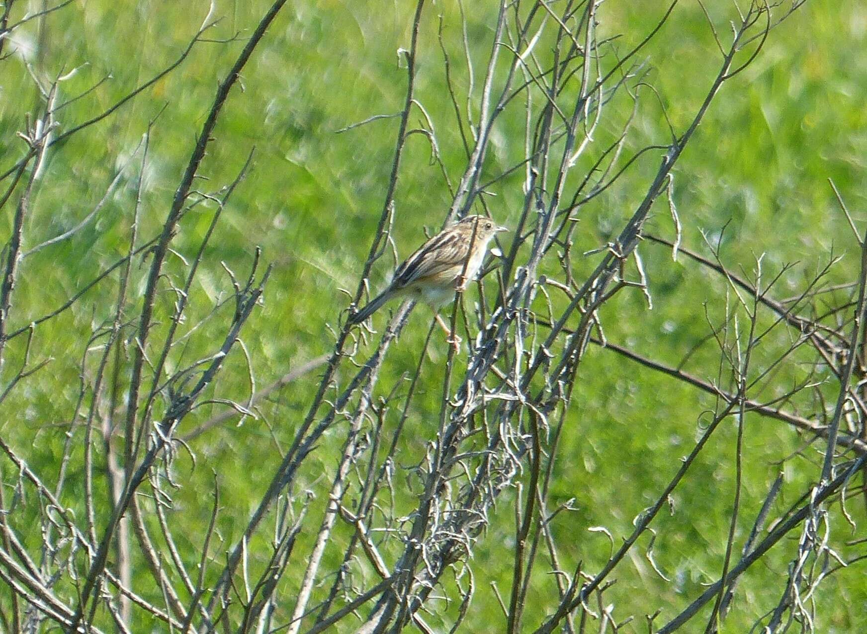 Image of Cisticola juncidis terrestris (Smith & A 1842)