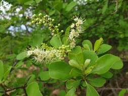 Image of Purple-pod cluster-leaf