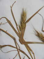 Image of Elymus virginicus var. virginicus