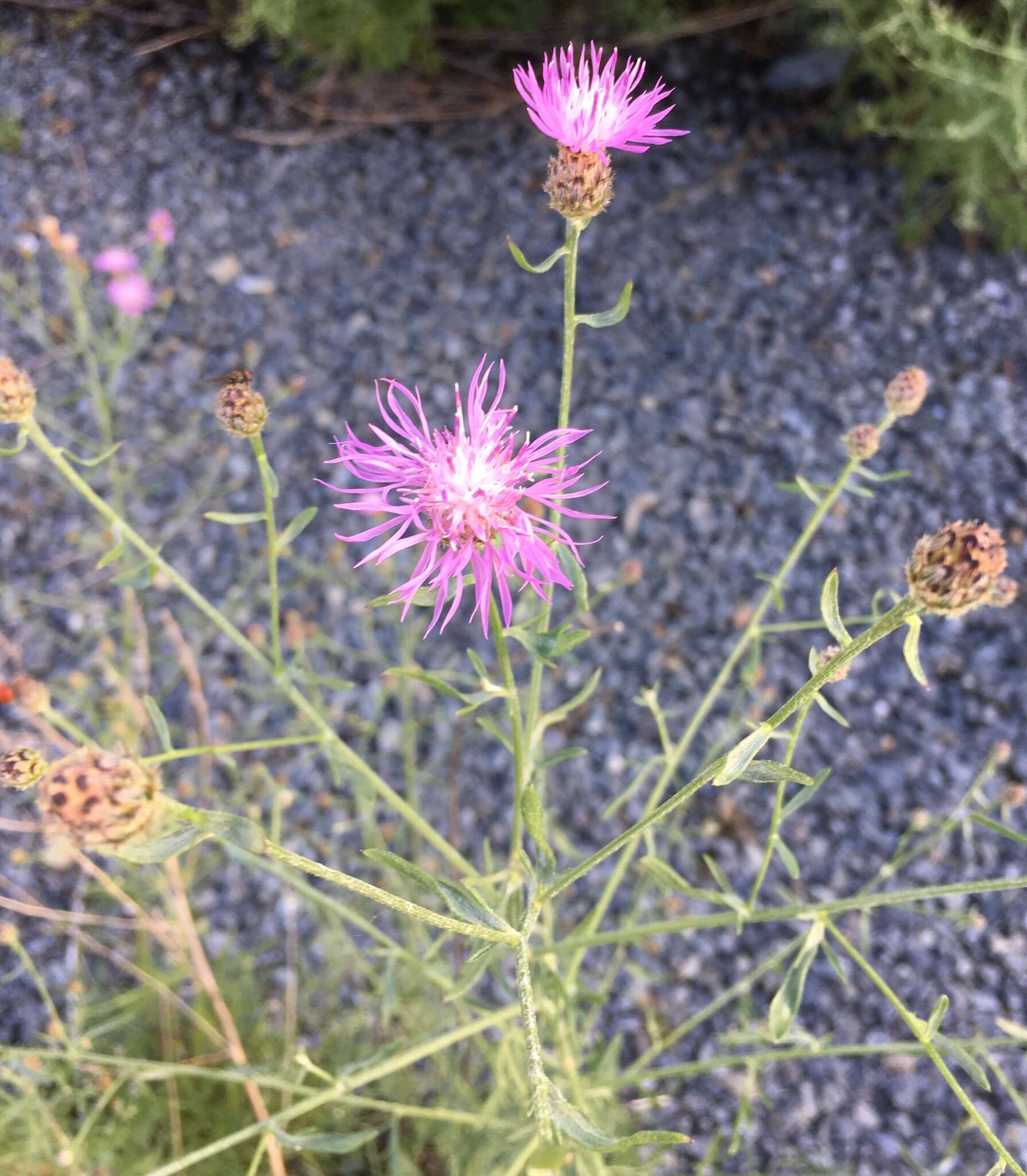 Image of spotted knapweed