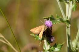 Image of Carsia lythoxylata (Hübner)