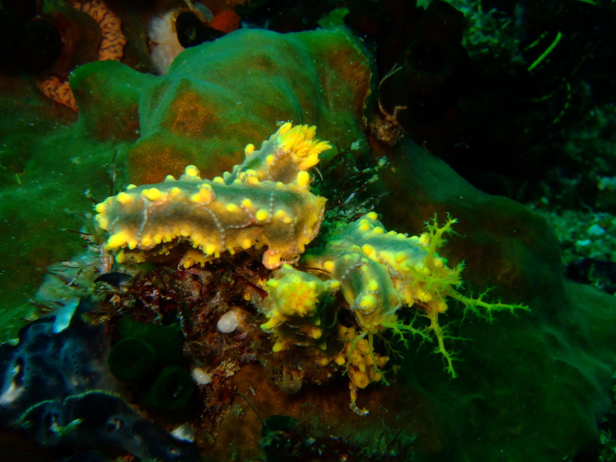 Image of robust sea cucumber