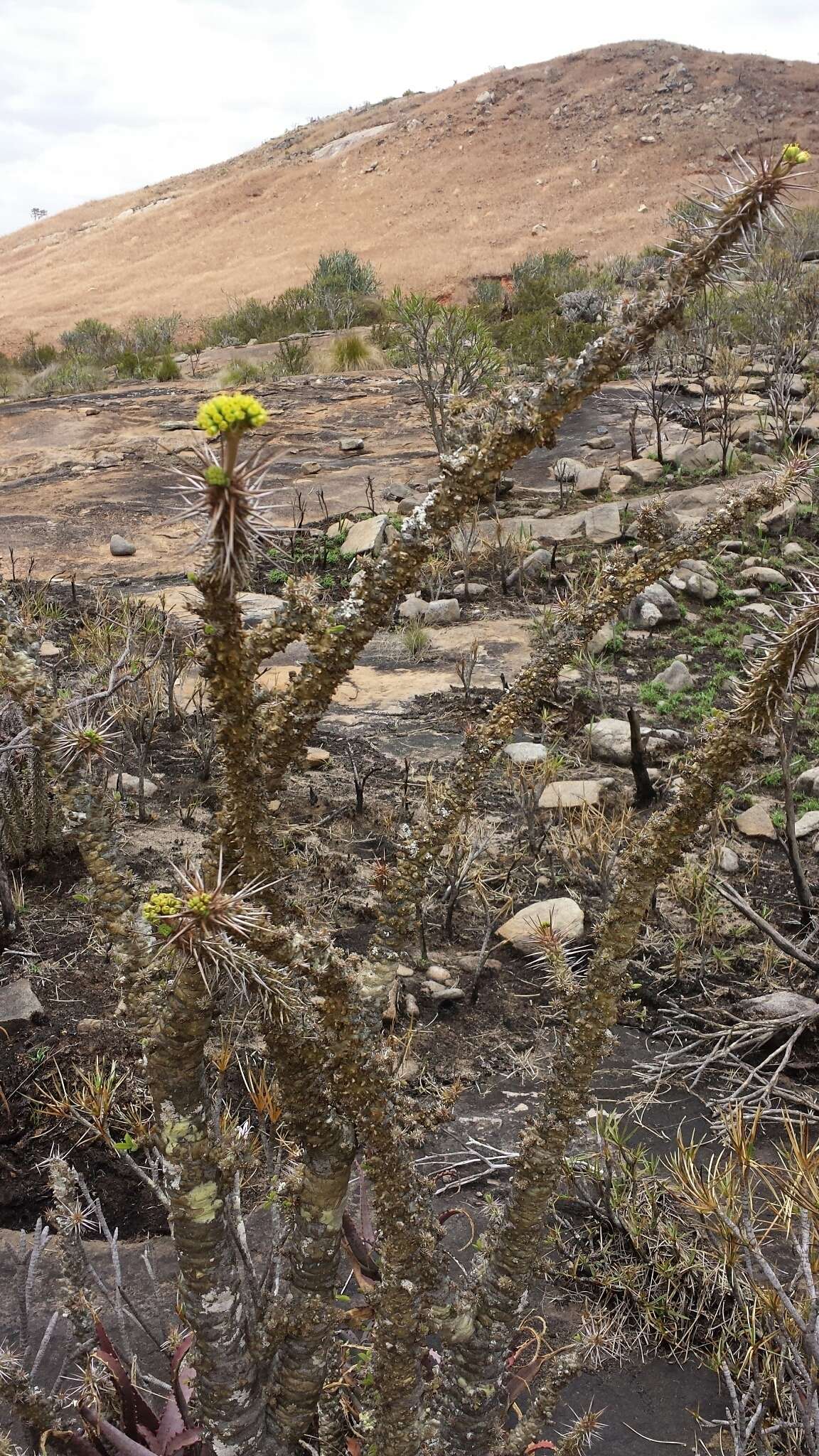 Sivun Euphorbia didiereoides Denis ex Leandri kuva