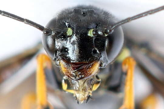 Image of <i>Cephus fumipennis</i>