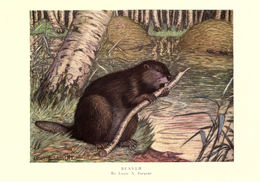 Image of american beaver