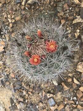 Ferocactus chrysacanthus subsp. grandiflorus (G. E. Linds.) N. P. Taylor resmi