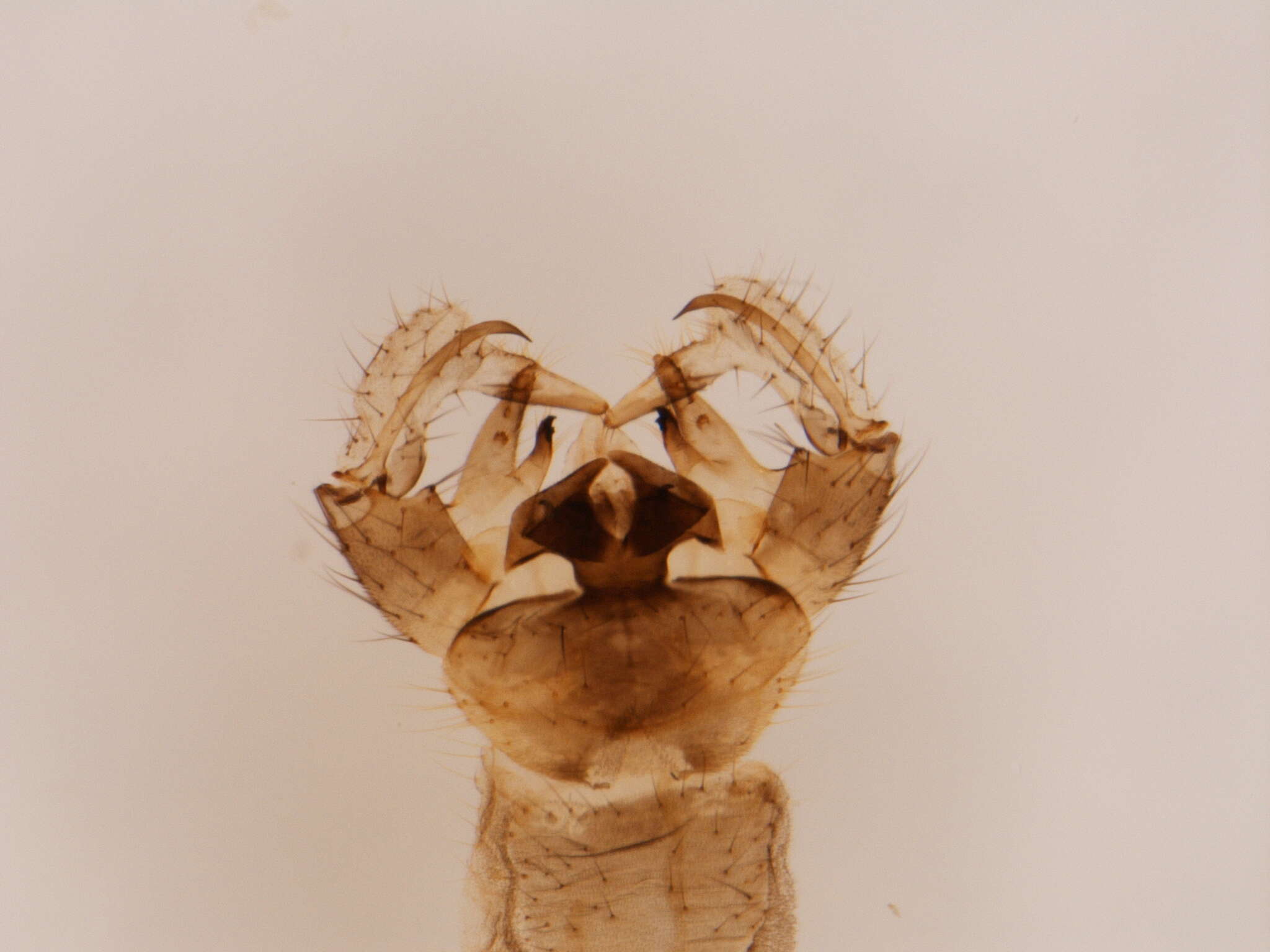 Image of Dicranomyia (Dicranomyia) swezeyi Alexander 1919