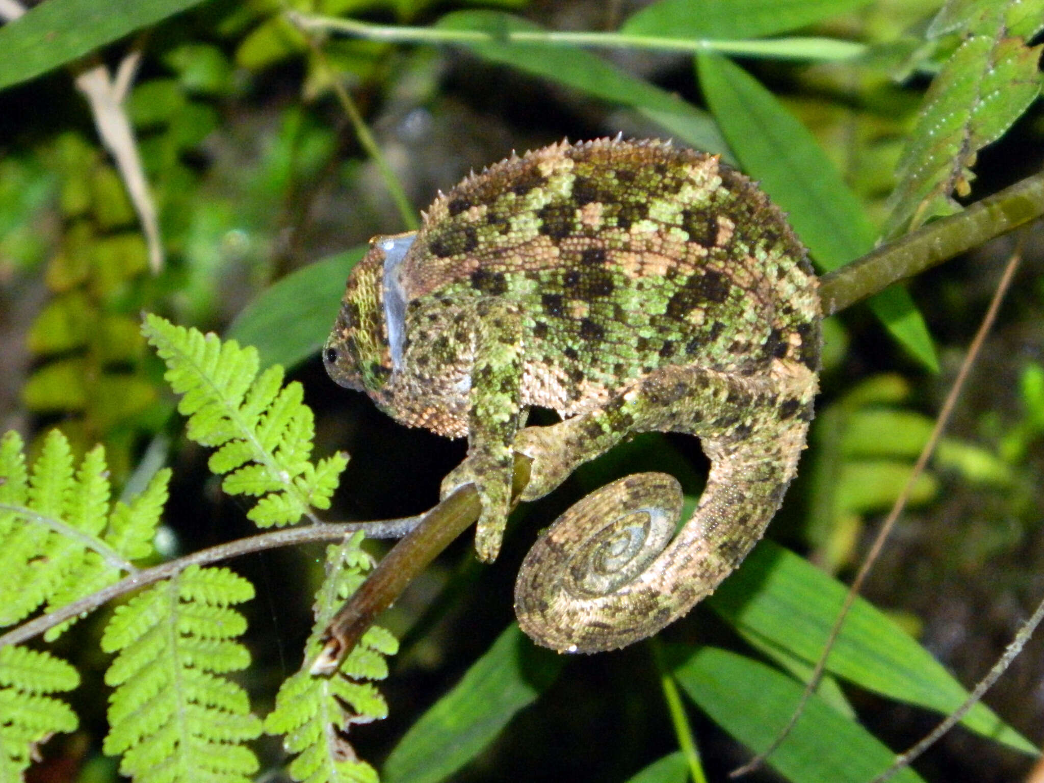 Image of Blue-legged chameleon