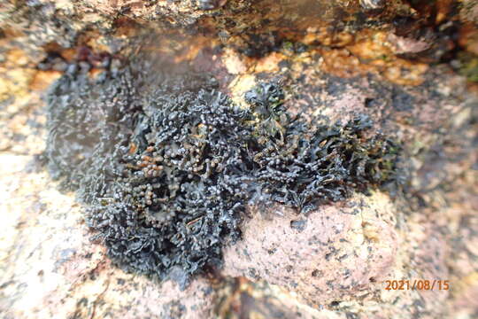 Image of seaweed lichen