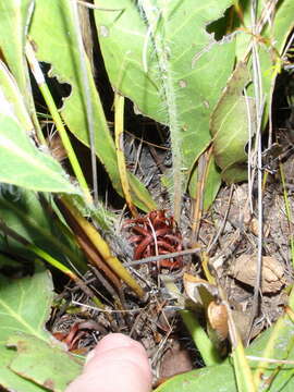 Image of harts-tongue-fern sugarbush