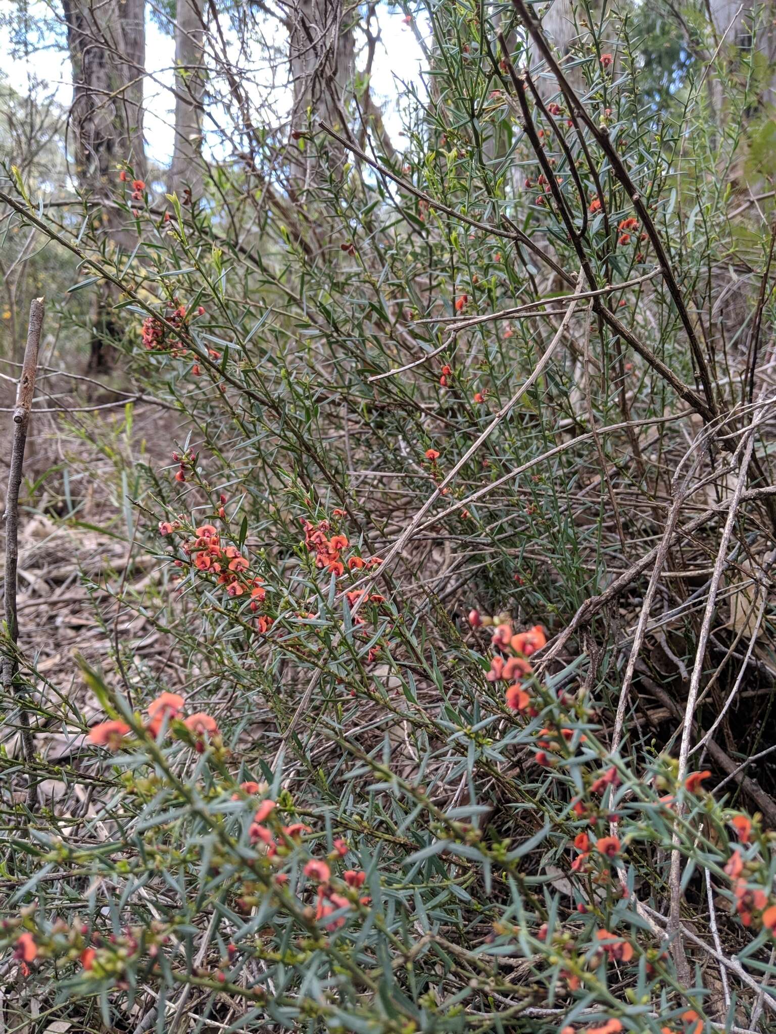 Image de <i>Daviesia ulicifolia</i> subsp. <i>incarnata</i>