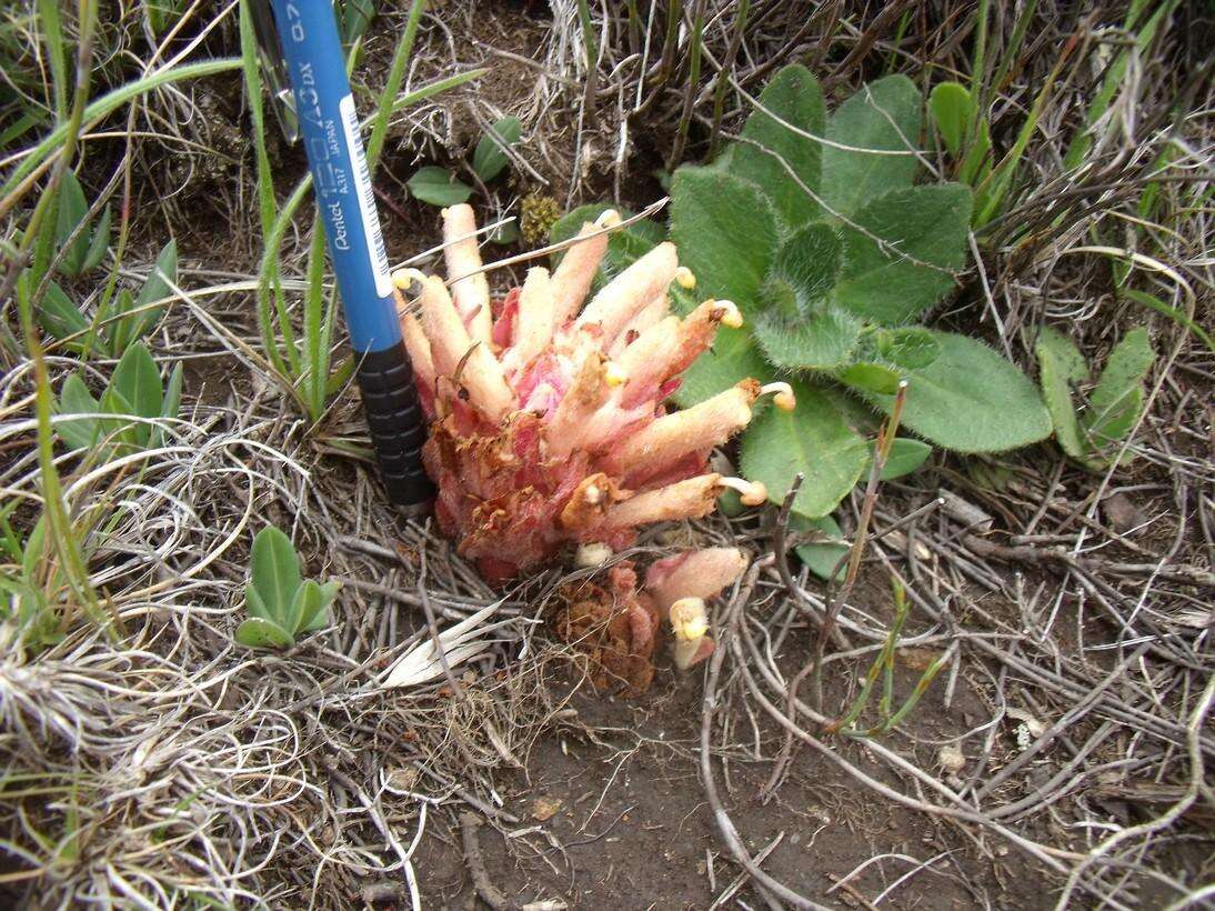 Hyobanche rubra N. E. Br.的圖片