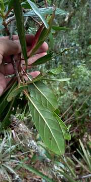 Image of Cinchona lancifolia Mutis