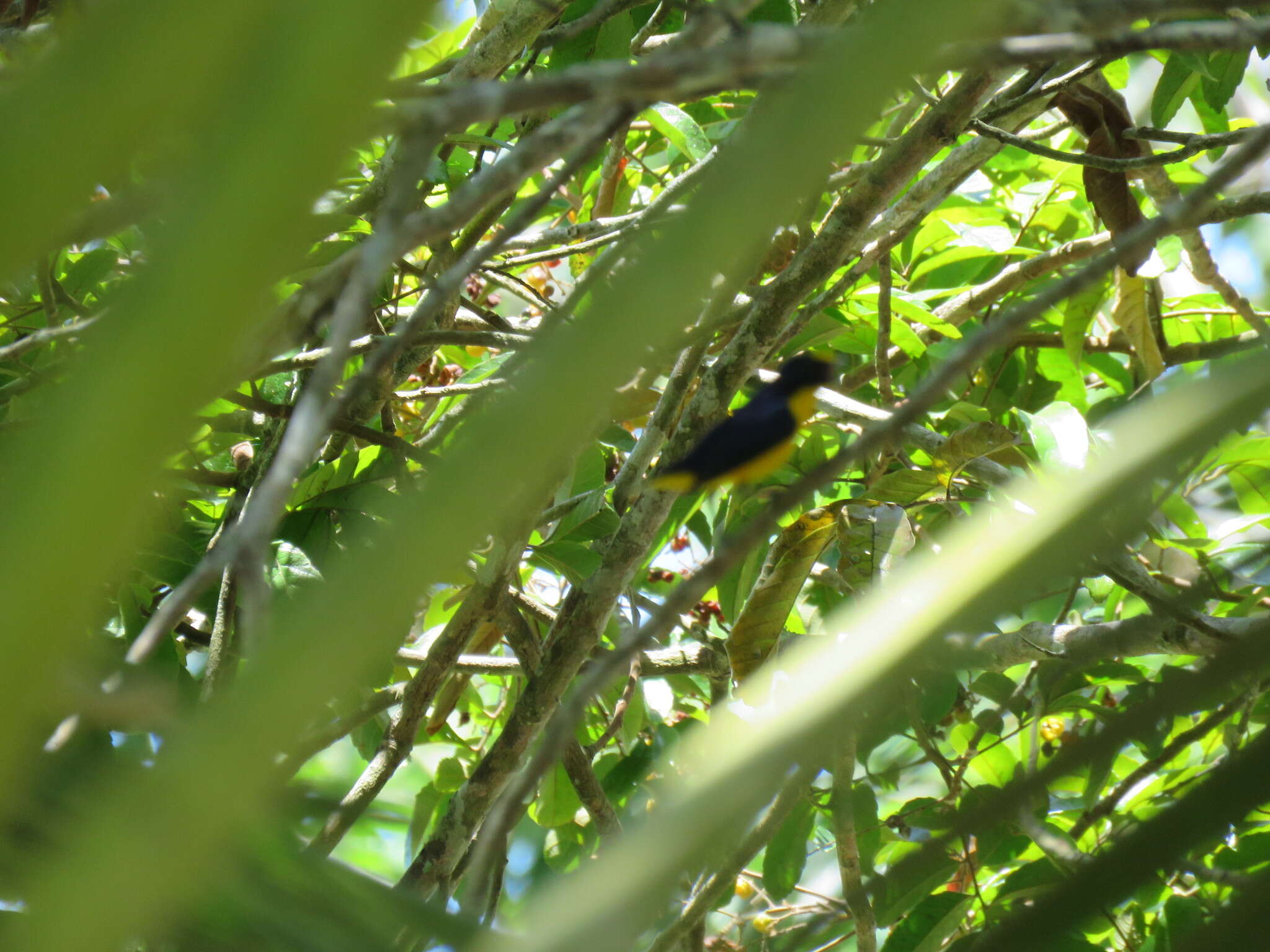 Image of Yellow-throated Euphonia