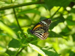 Image de Danaus (Anosia) melanippus subsp. hegesippus Cramer 1777