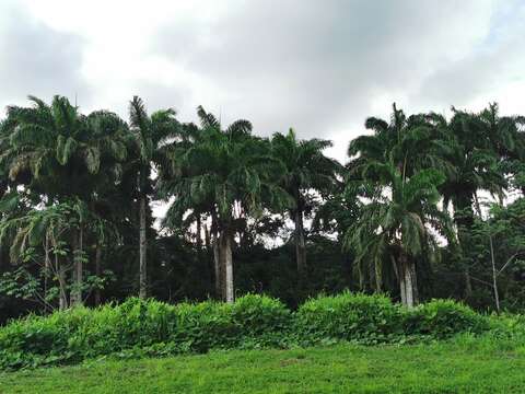 Image of Cuban Royal Palm