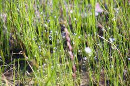 Image of bladderwort