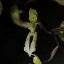Image of Bulbophyllum crabro (C. S. P. Parish & Rchb. fil.) J. J. Verm., Schuit. & de Vogel