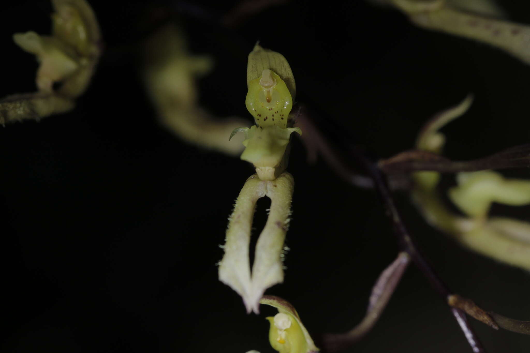 Imagem de Bulbophyllum crabro (C. S. P. Parish & Rchb. fil.) J. J. Verm., Schuit. & de Vogel