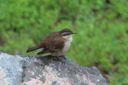 Image of Cream-winged Cinclodes