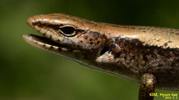 Image of Tsushima Ground Skink