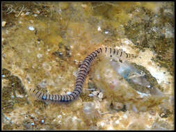 Image of Odontosyllis marombibooral San Martín & Hutchings 2006