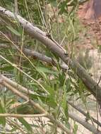 Image of Western Cicada Killer