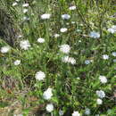 Image of Phylica curvifolia (Presl) Pillans ex Fourc.