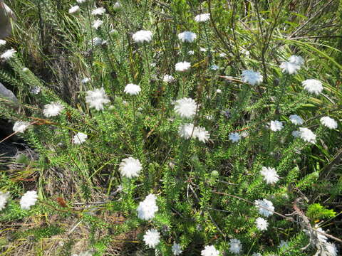 Image of Phylica curvifolia (Presl) Pillans ex Fourc.