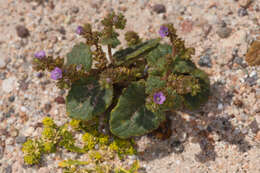 Image of blacktack phacelia