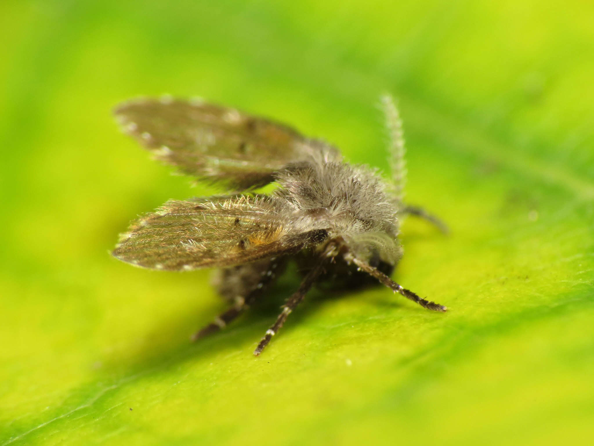 Image of Clogmia albipunctata (Williston 1893)