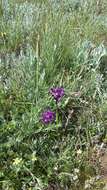 Anacamptis morio subsp. caucasica (K. Koch) H. Kretzschmar, Eccarius & H. Dietr. resmi