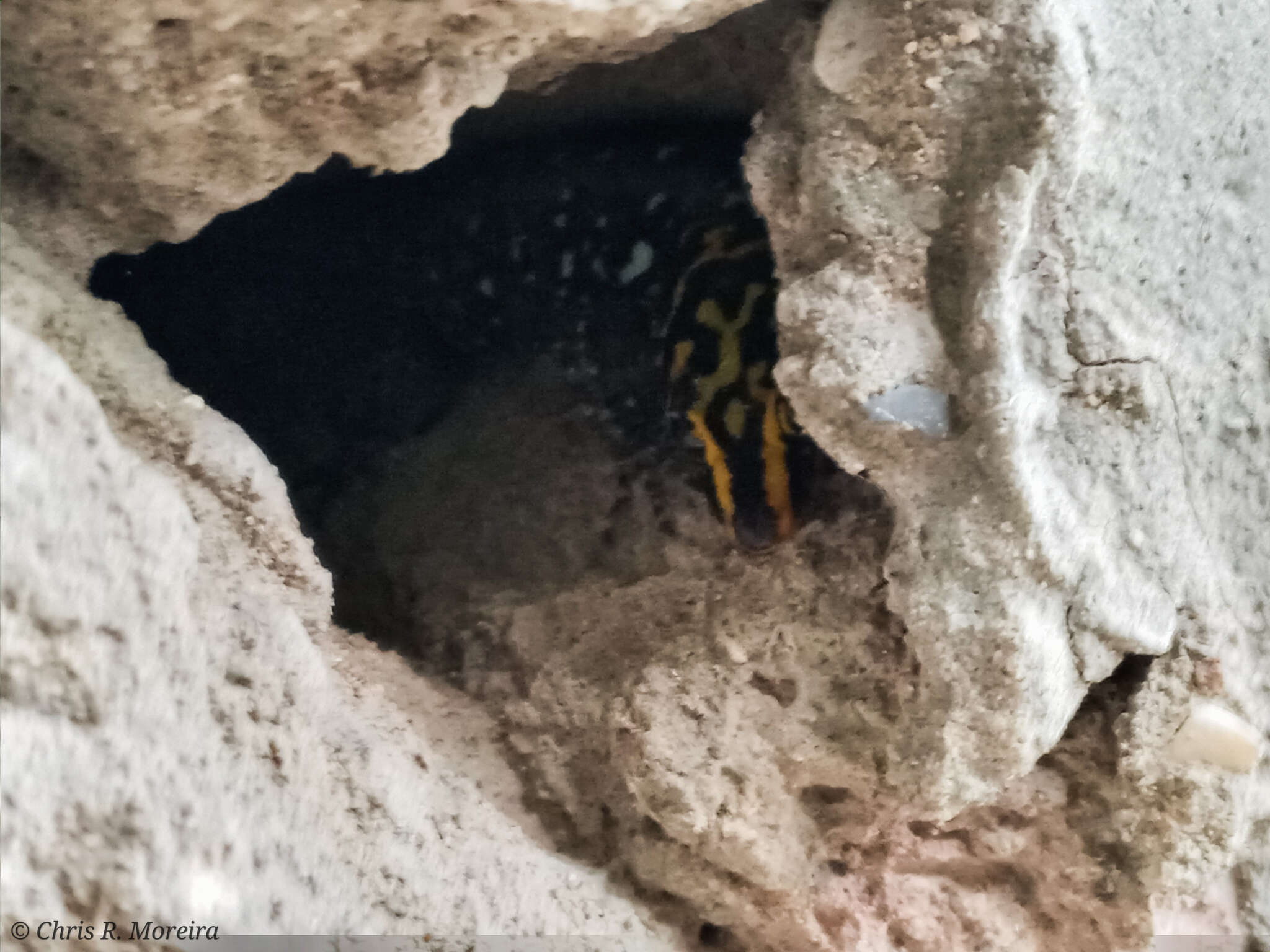 Image of Shieldhead Gecko