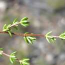 Image of Cliffortia polita Weim.