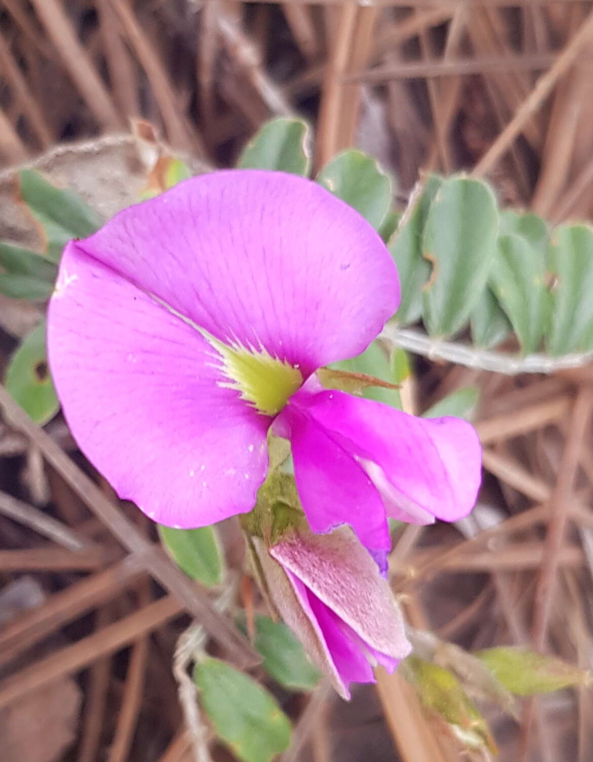 Imagem de Tephrosia multifolia Rose