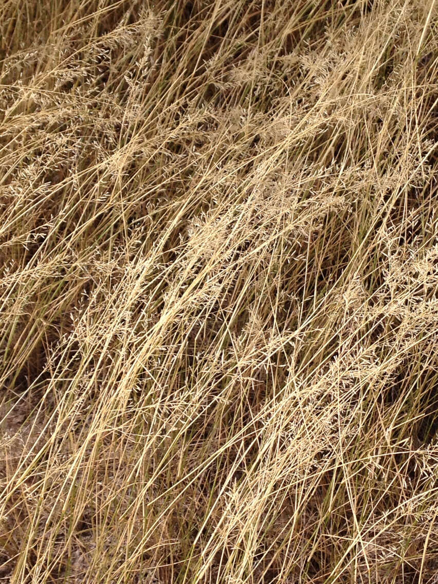 Plancia ëd Eragrostis lehmanniana Nees