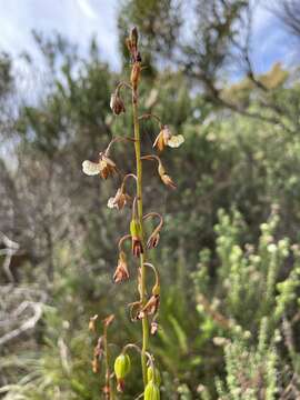 Acrolophia bolusii Rolfe的圖片