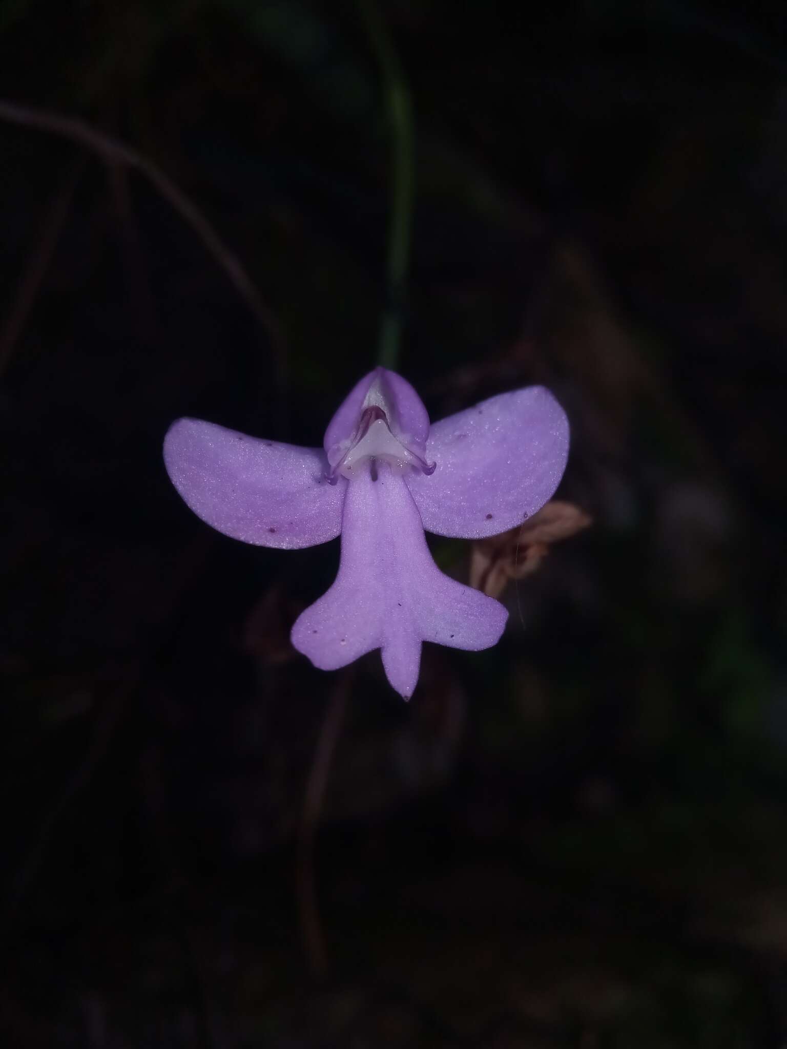 Image of Cynorkis purpurea (Thouars) Kraenzl.