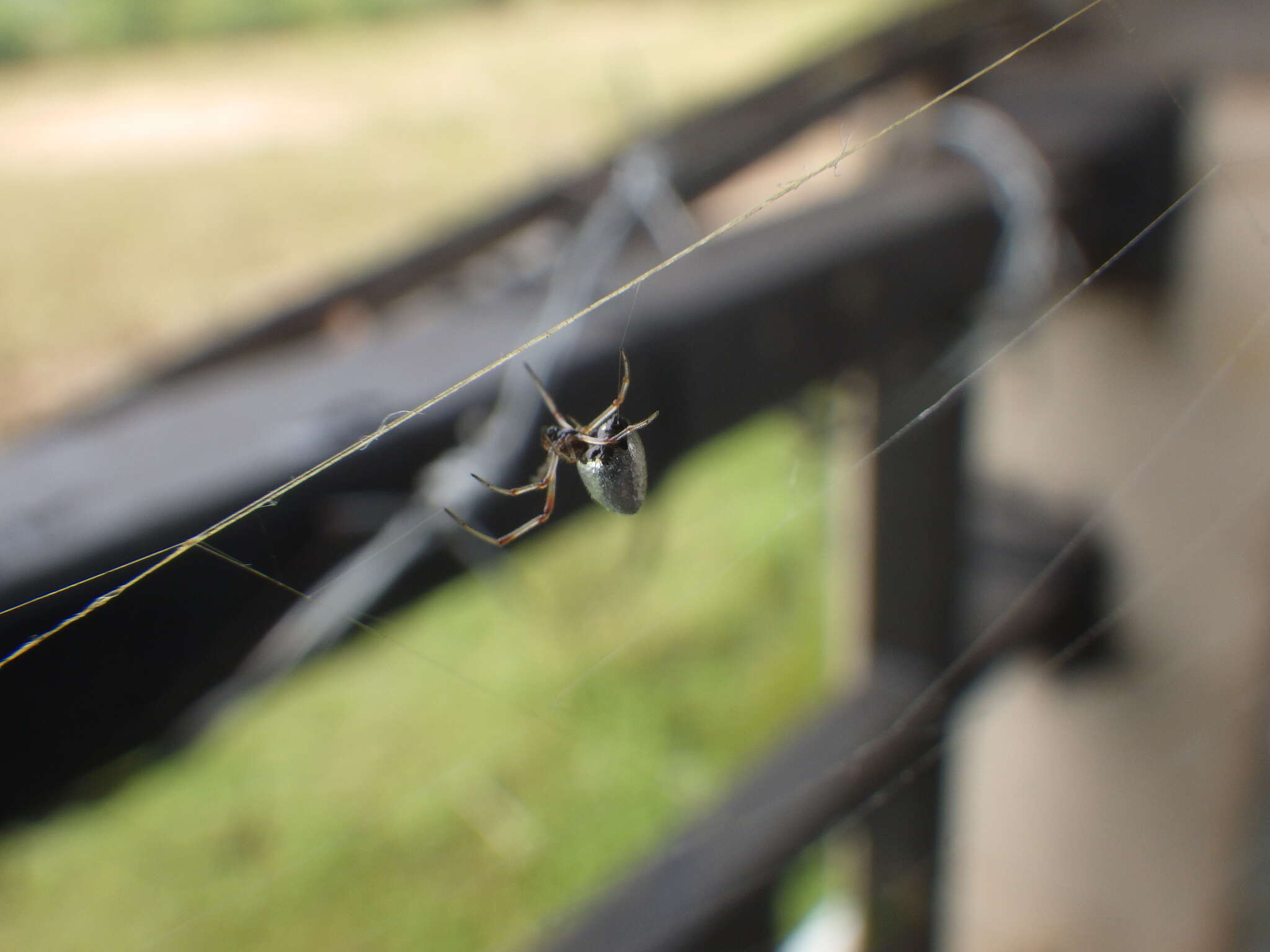 Image of Dewdrop spider