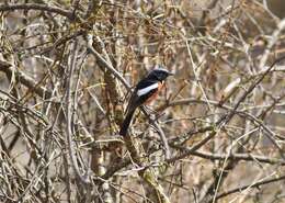 Image of White-throated Redstart