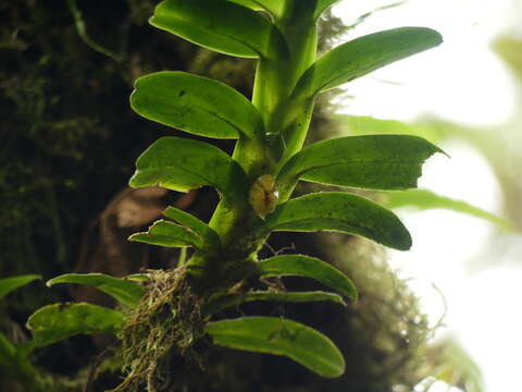 Image of Dichaea morrisii Fawc. & Rendle