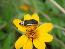 Imagem de Acmaeodera flavomarginata (Gray 1832)